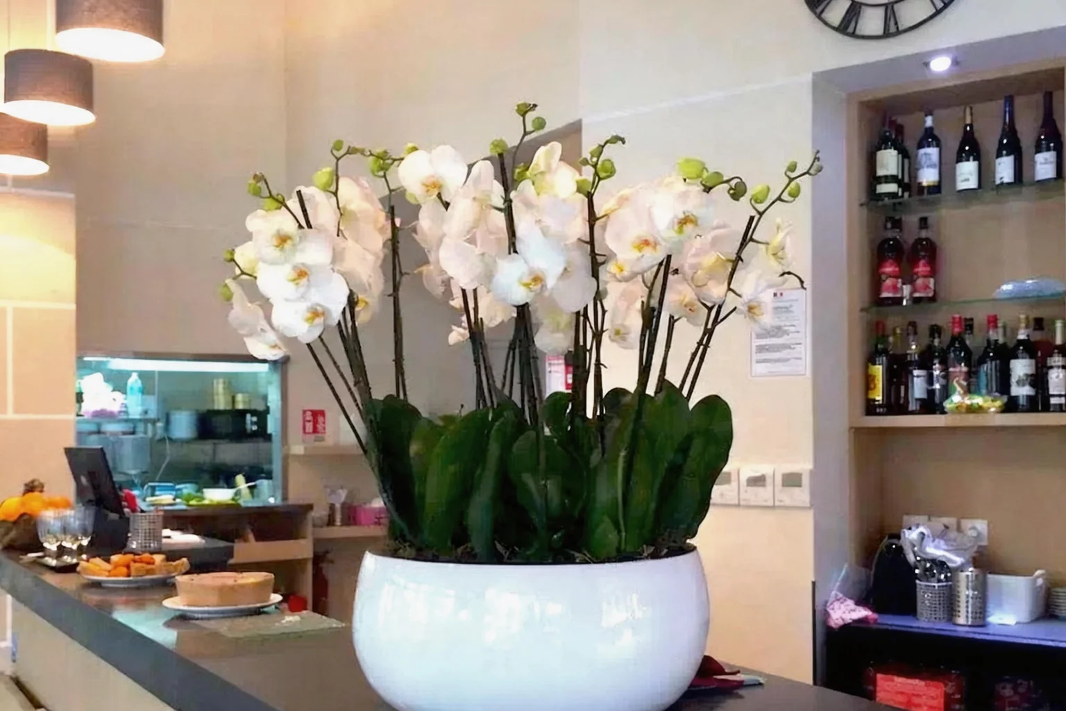 Orchidées blanches dans un pot blanc, étagère de bouteilles au fond